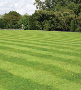 Grass Cutting/Lawns